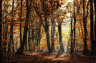 Sun Harfen zwischen den Bäumen im Wald an der Veluwe von Fotografiecor .nl Miniaturansicht