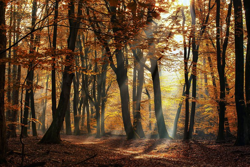 Zonneharpen tussen de bomen in de bossen op de Veluwe van Fotografiecor .nl