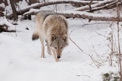 Dangerous beast hunting sniffs prey. Gray wolf female in the snow, beautiful strong animal in winter