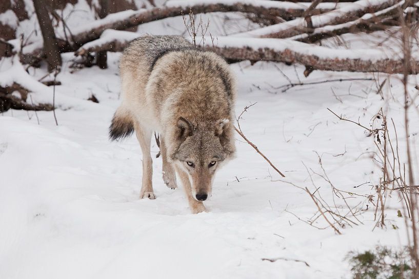 Gevaarlijke beestachtige jacht prooi snuift. Grijze wolf vrouwtje in de sneeuw, mooi sterk dier in d van Michael Semenov