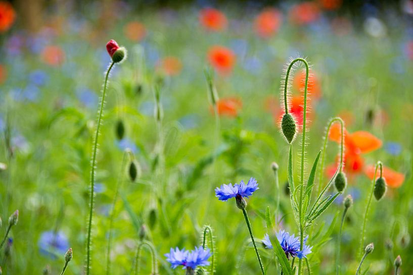 Bloemenwei par PC Bakker