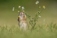 Gopher