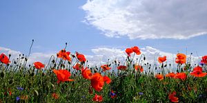 Mohnfeld