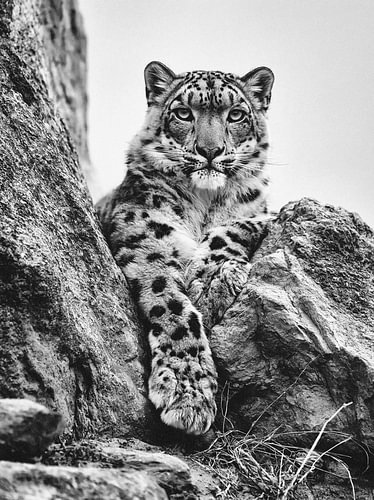 Snow leopard amongst rugged rocks