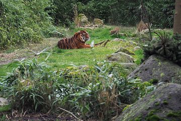 Sumatran Tigers : Blijdorp Zoo by Loek Lobel