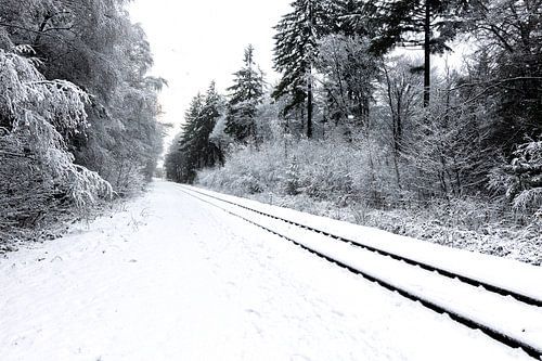 Traces dans la neige