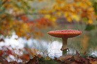 Autumn mushroom