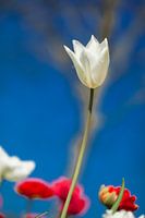 witte tulp