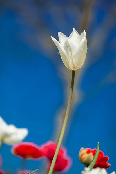 witte tulp by Karin Keesmaat Kijk-Kunst
