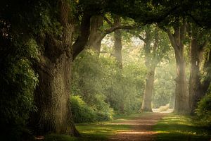 Let's try a little Summer (Dutch summer forest with fog and sun)