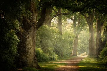 Let's try a little Summer (Nederlands zomer bos met mist en zon) van Kees van Dongen