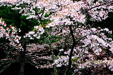 SPRING IN JAPAN 8 by Miroslav Ptacek