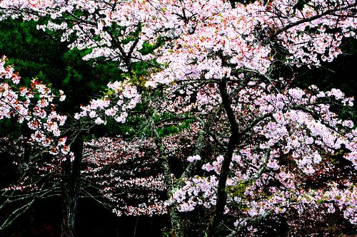 LENTE IN JAPAN 8