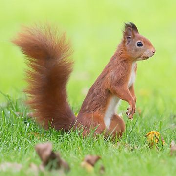 Eichhörnchen in meinem Garten. von Kris Hermans