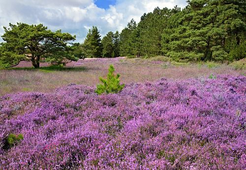 Heidelandschap