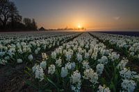 Bloembollen Egmond aan den Hoef