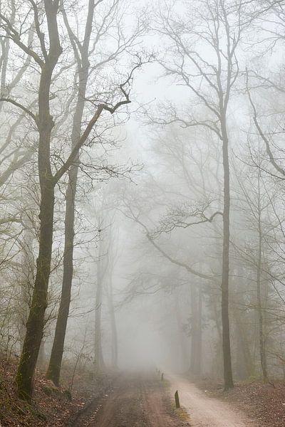 Sand track in the fog by Jenco van Zalk