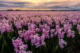 Pink carpet to the sunset by Costas Ganasos