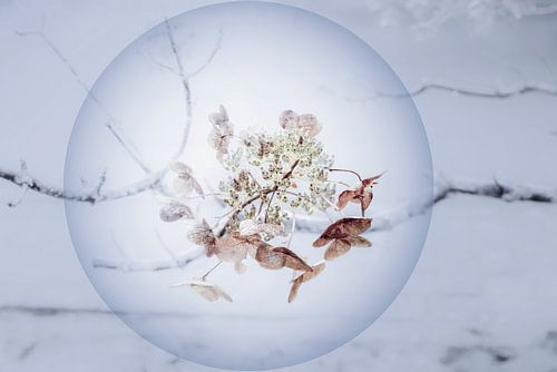 Nature morte dans une perle 3. sur Alie Ekkelenkamp