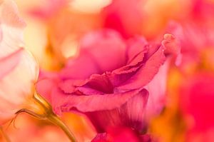 Blume in rot.