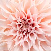 Dahlia