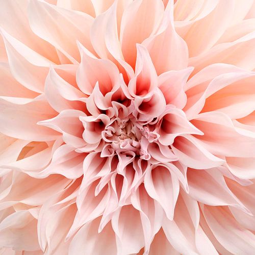 Dahlia Café au Laît