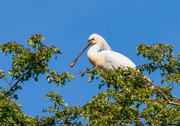 Une cuillère dans la cime des arbres sur Merijn Loch