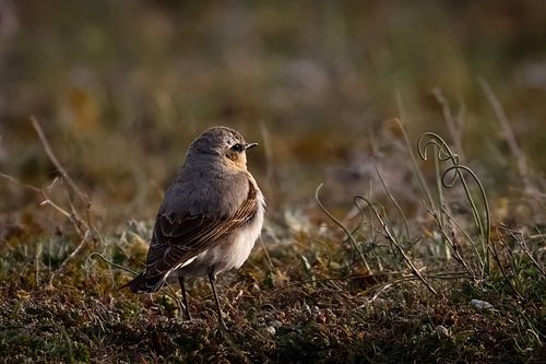 Wheatear in the golden light of Gotland