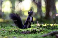 Écureuil dans la forêt de conte de fées, Eekhoorn in het sprookjesbos par Karin Luttmer Aperçu