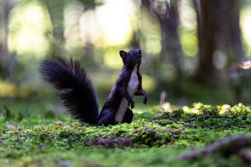 Écureuil dans la forêt de conte de fées, Eekhoorn in het sprookjesbos par Karin Luttmer