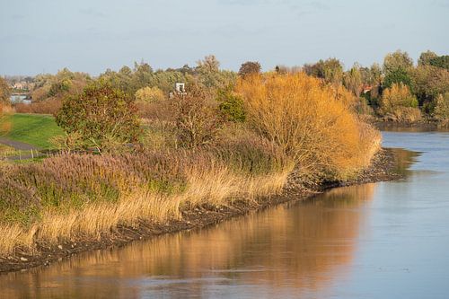 Gouden weerspiegelingen
