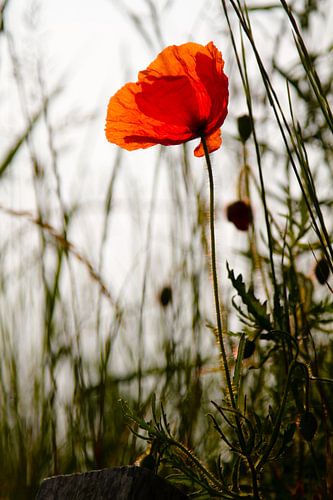 Klaproos in de ochtendzon