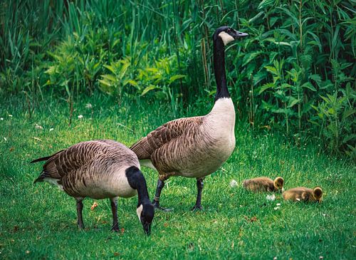 Ganzenfamilie in het kasteelpark in Essen-Borbeck
