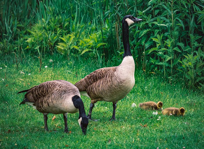 Goose family in the castle park in Essen-Borbeck by Jakob Baranowski - Photography - Video - Photoshop
