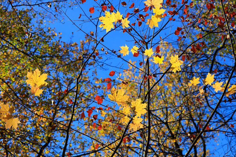Autumn time by Thomas Jäger