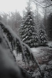 Christmas trees in the snow (moody) by Tom Knotter