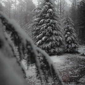 Kerstbomen in de sneeuw (moody) van Tom Knotter