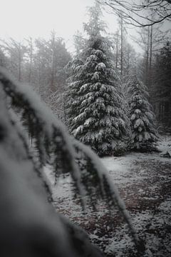 Kerstbomen in de sneeuw (moody) van Tom Knotter