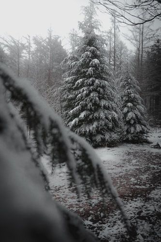 Weihnachtsbäume im Schnee (stimmungsvoll) von Tom Knotter