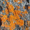 Lichens colorés sur un rocher en Norvège sur Jan Fritz