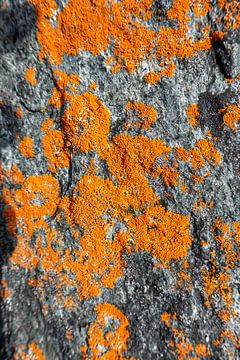 kleurrijke korstmossen op rots in Noorwegen van Jan Fritz