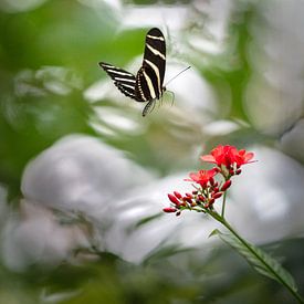 Schmetterling von Jo Daniels