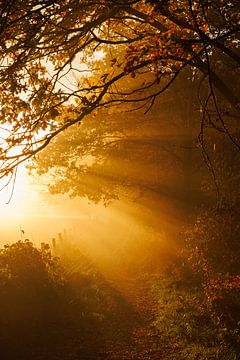 Herbstsonne in Pannenhoef