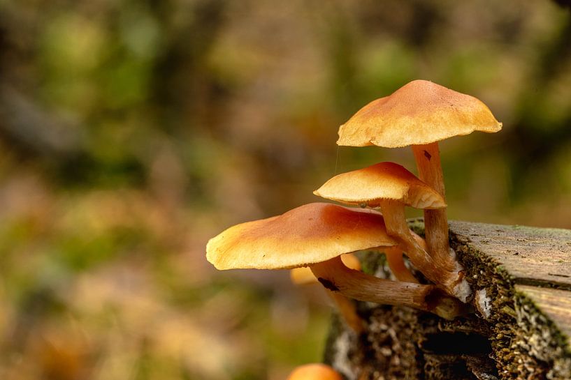 bruine paddestoelen op een omgevallen boomstam van Robin Verhoef