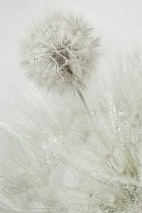 Silberne Tropfen in der Natur.