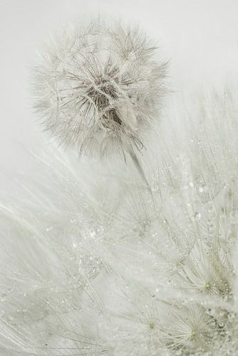 Silver drops in nature. by Alie Ekkelenkamp