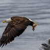 American bald eagle in flight | Bald eagle close-up | Bird of prey art print by Dennis en Mariska