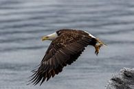 Amerikanischer Weißkopfseeadler im Flug | Raptor von Dennis en Mariska Miniaturansicht