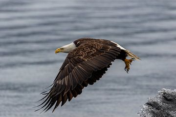 Amerikaanse zeearend in vlucht | Roofvogel