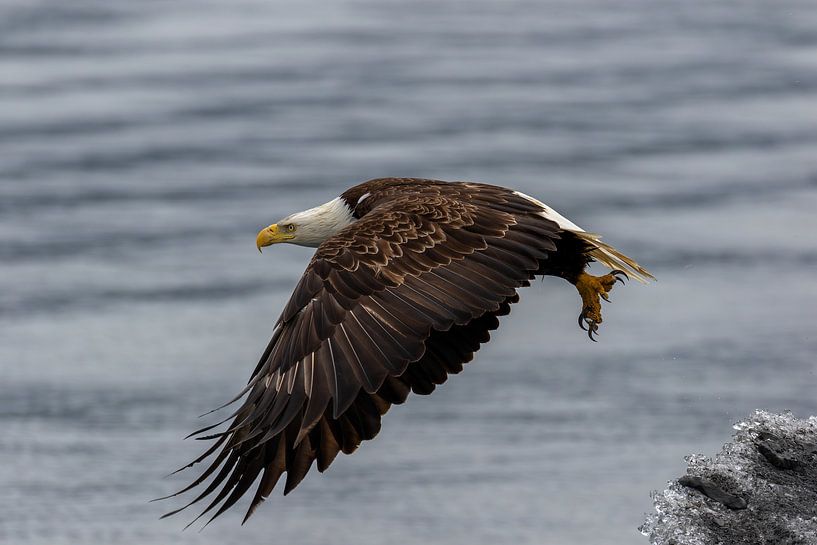 American bald eagle in flight | Raptor by Dennis en Mariska